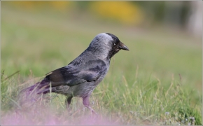 <p>KAVKA OBECNÁ (Corvus monedula) /Western jackdaw - Dohle/</p>